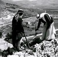Palestinian citizens planting olive trees atop Mount Ebal in Nablus, Palestine, in 1930