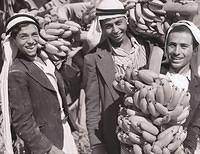Picking bananas from the farm in the Palestinian city of Areeha in the early 1900