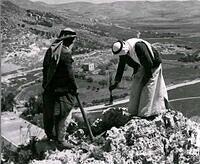 planting olive trees on top of Mount Ebal in Nablus, Palestine, 1930